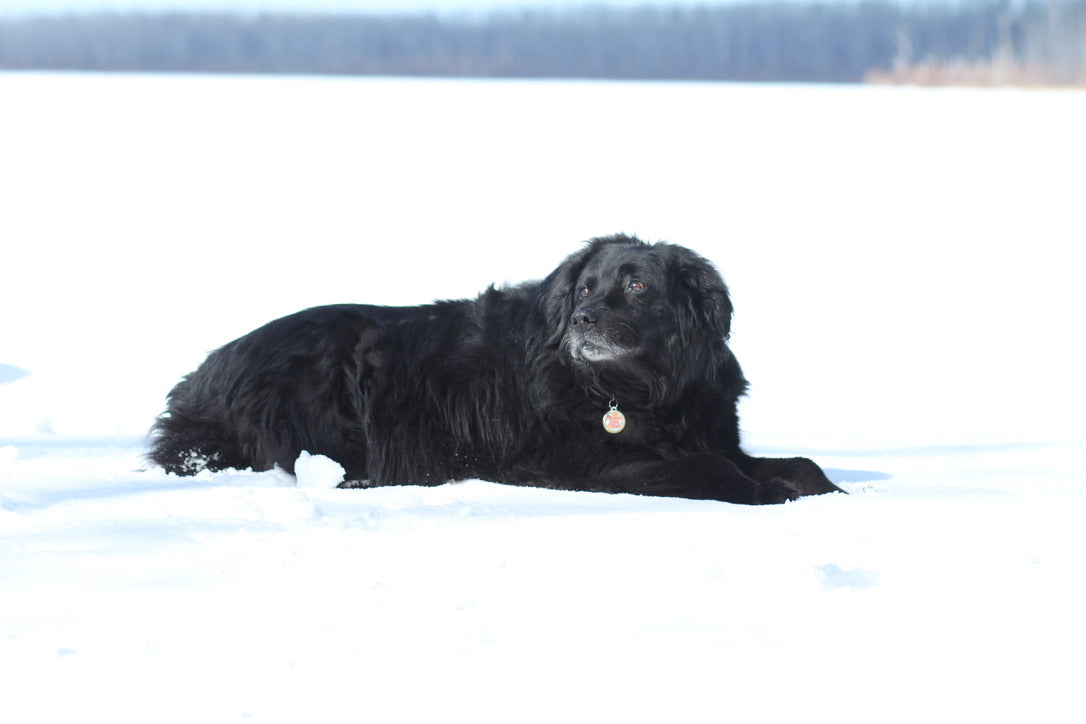 30 - 60 Minute Senior Pet Session