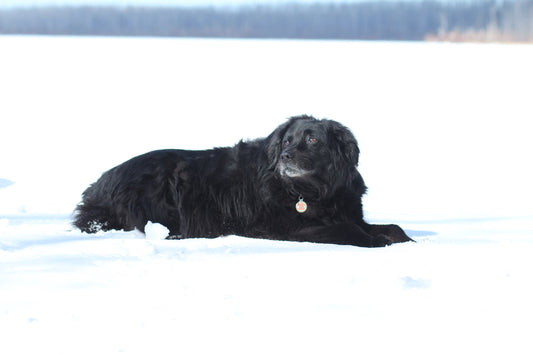 30 - 60 Minute Senior Pet Session